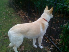 Slim Line Chewie looking for a cyril