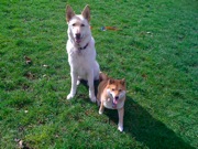 Happy Sophie and Chewie