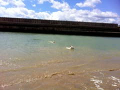 Chewie and Vader swimming
