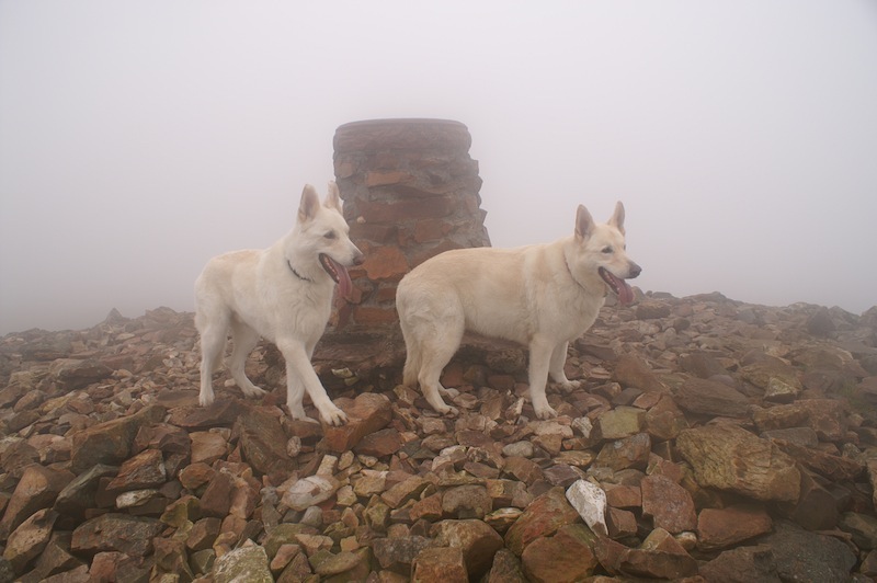Chewie and Vader on Holiday - at the very top of Tinto